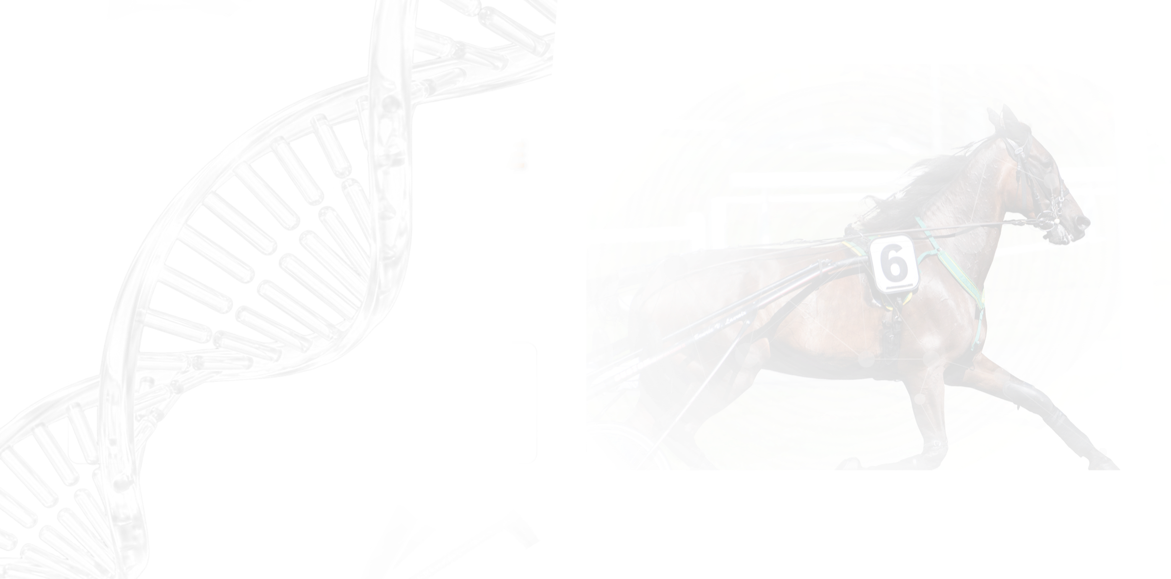 Cheval trotteur en course illustrant son profil génomique